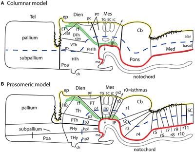 Survey of Midbrain, Diencephalon, and Hypothalamus Neuroanatomic Terms Whose Prosomeric Definition Conflicts With Columnar Tradition